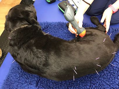 Veterinary Acupuncture and Pain Management