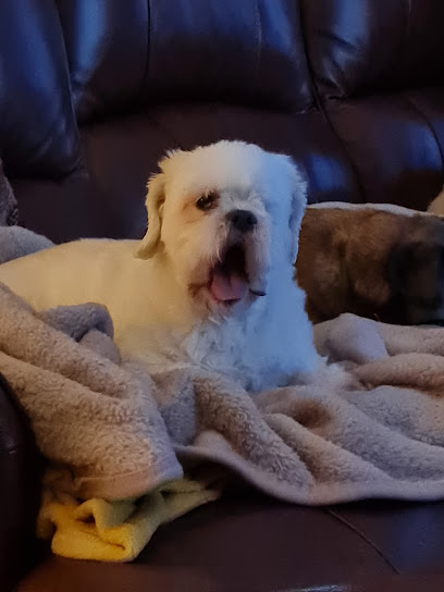 Veterinary Vision Limited