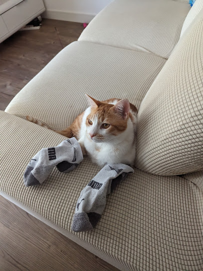 Vets4Pets - Blackheath