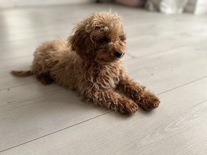 Vets4Pets - Bletchley