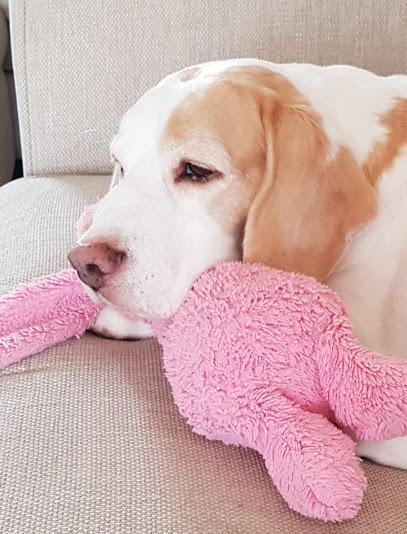 Vets4Pets - Camborne