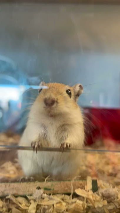 Vets4Pets - Charlton