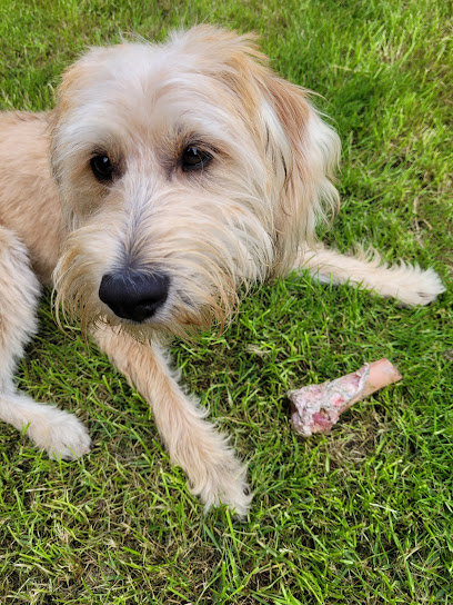 Vets4Pets - Chesterfield