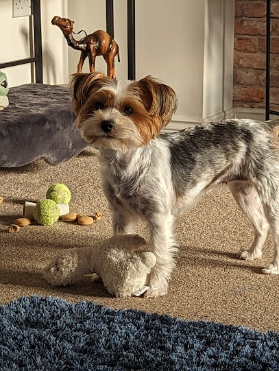 Vets4Pets - Clevedon