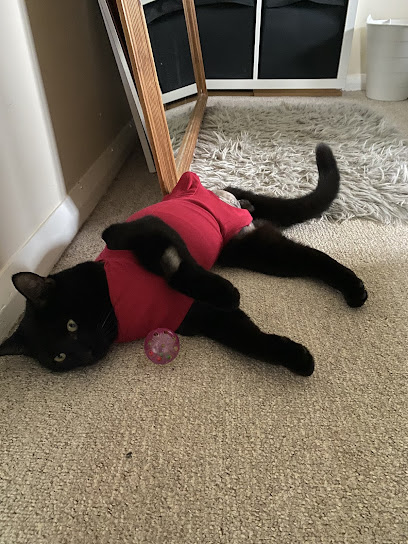 Vets4Pets - Dorchester