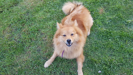 Vets4Pets - Droitwich