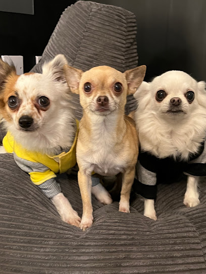 Vets4Pets - Goldenhill