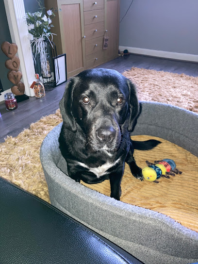 Vets4Pets - Hereford