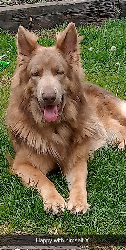 Vets4Pets - Huntingdon