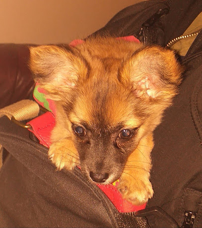 Vets4Pets Ipswich Martlesham