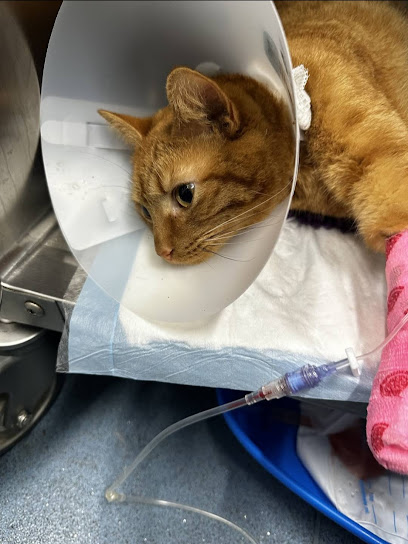 Vets4Pets - Lincoln South