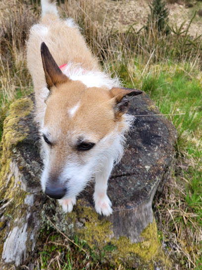 Vets4Pets - Merthyr Tydfil