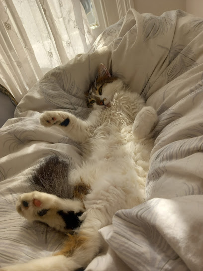 Vets4Pets - Old Kent Road