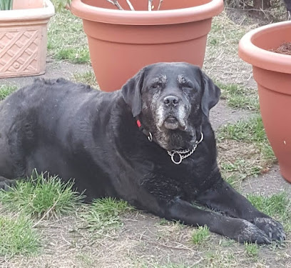 Vets4Pets Somercotes