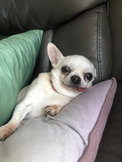 Vets4Pets - Southend Victoria