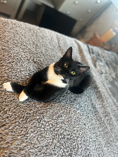 Vets4Pets - St Austell