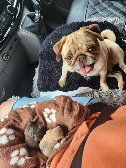 Vets4Pets - Stoke Festival