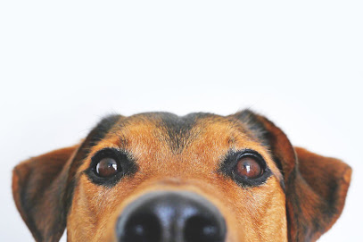 Vets4Pets - Sutton Coldfield