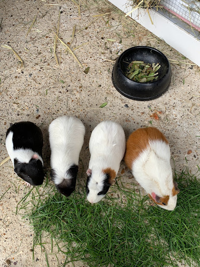 Village Vet Berkhamsted