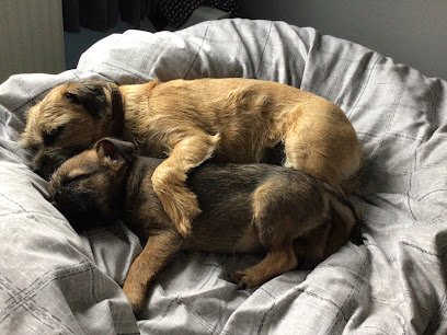 Village Veterinary Surgery