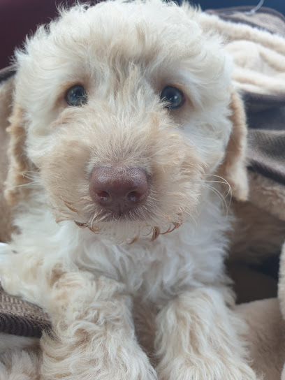 Willows Veterinary Centre, South Shields Surgery