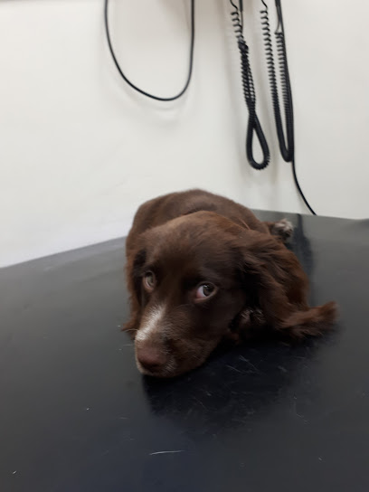 Wilson Veterinary Group, Bishop Auckland