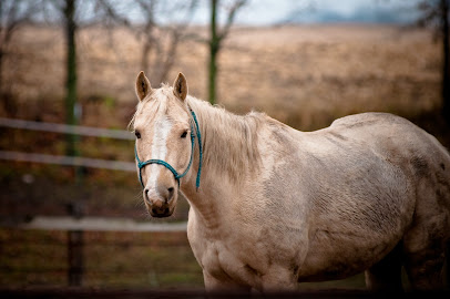 Woodlands Equine Clinic