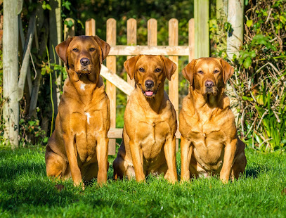 Wye Valley Canine Hydrotherapy